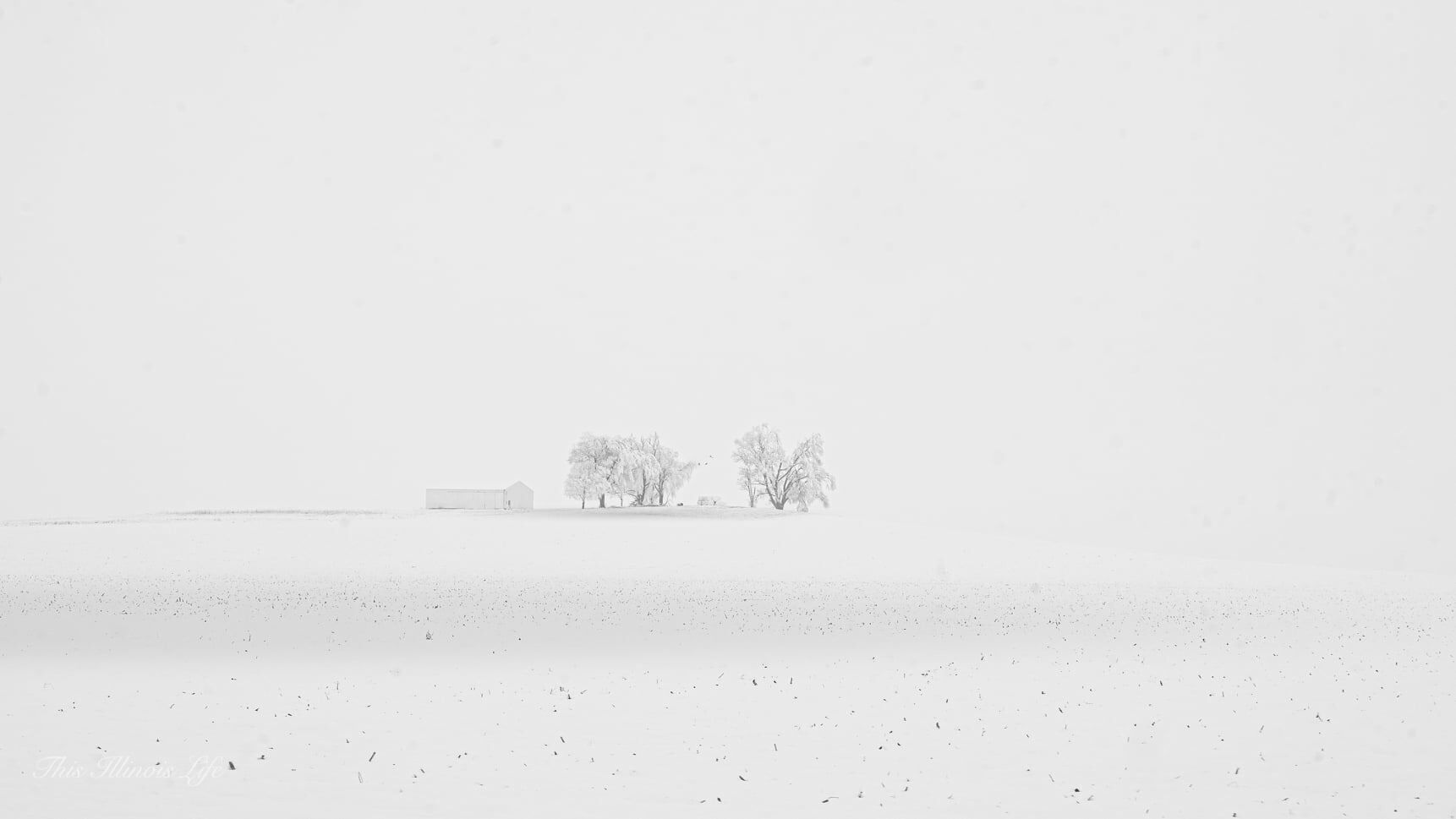 Winter Beauty